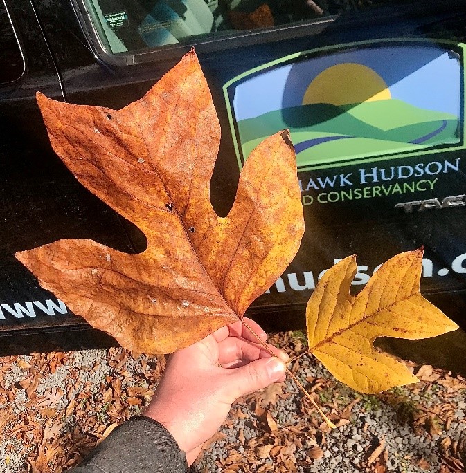 Mohawk Hudson Land Conservancy